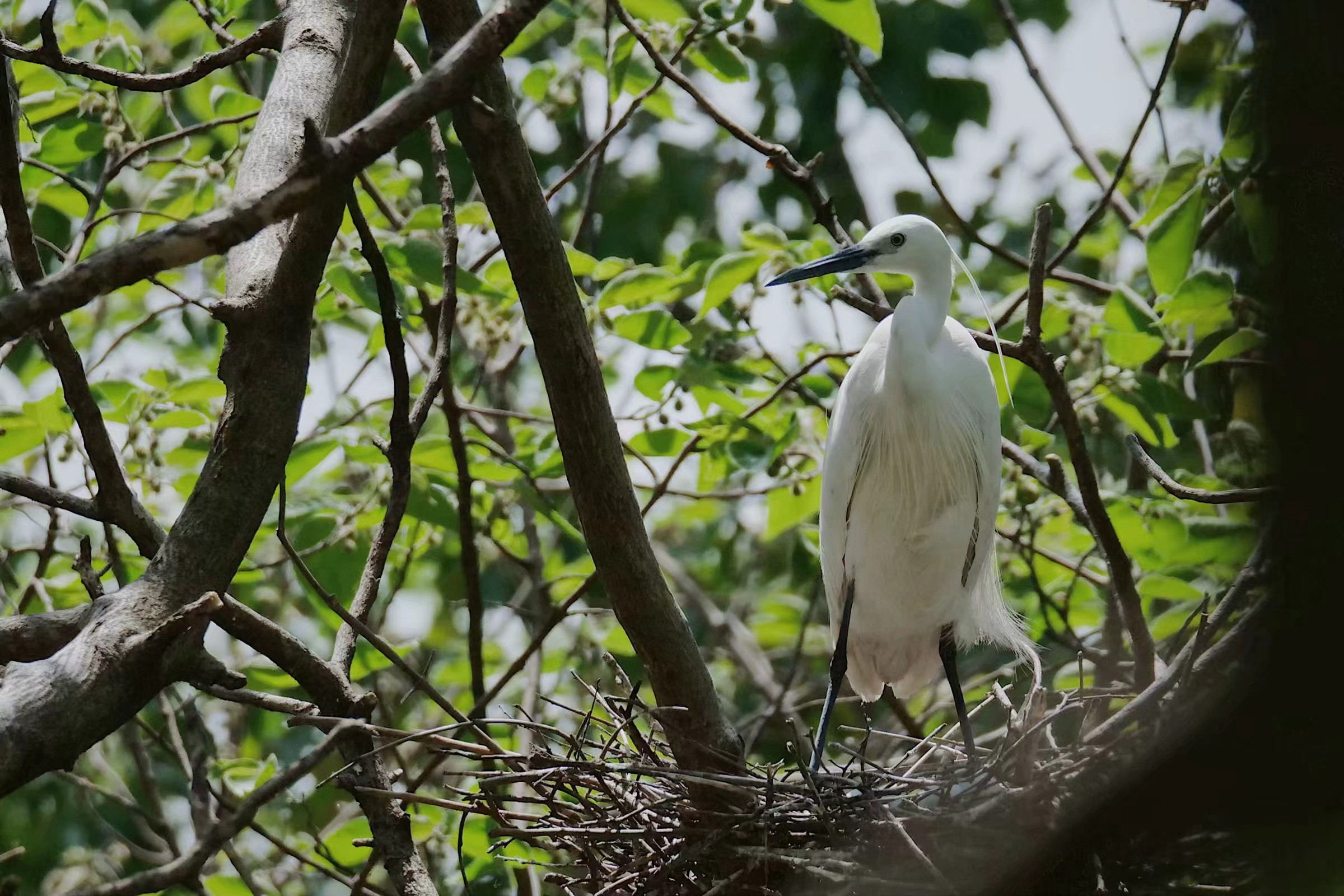 beat365官方网站内的小白鹭 beat365官方网站内的小白鹭